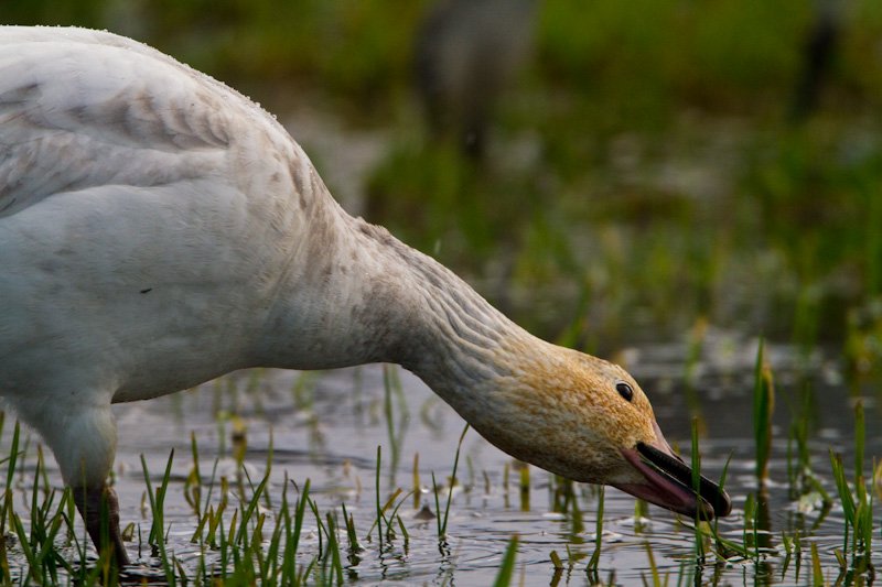 Snow Goose